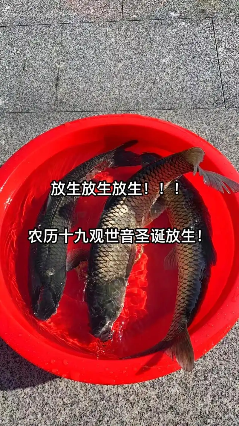 抖音放生了吧是什么梗