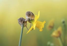 月鼠小说如何设置青少年模式