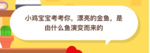 漂亮的金鱼是由什么鱼演变而来的？小鸡庄园10月14日正确答案