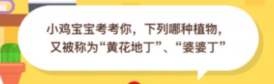 下列哪种植物又被称为黄花地丁婆婆丁？支付宝小鸡庄园10月15日正确答案