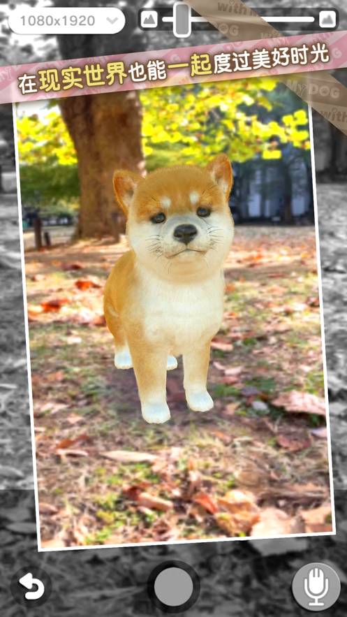 我的梦中情狗苹果版10