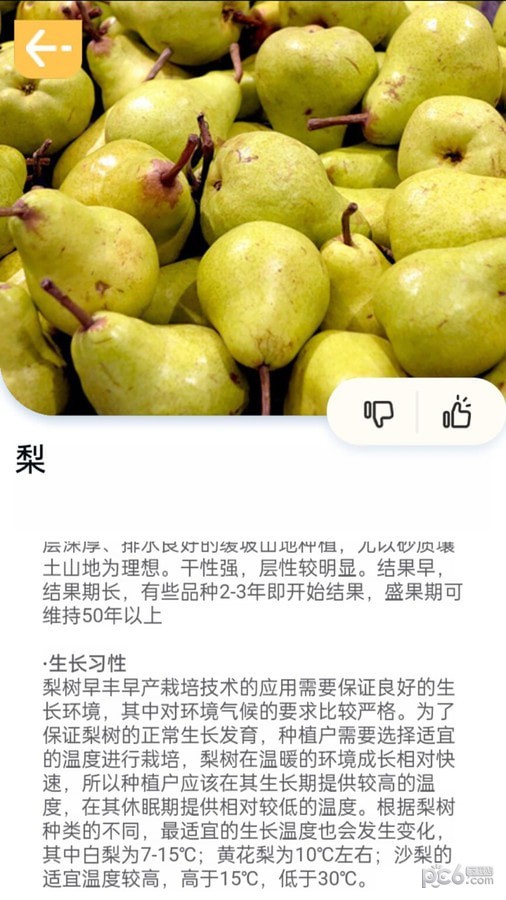 百果日记4