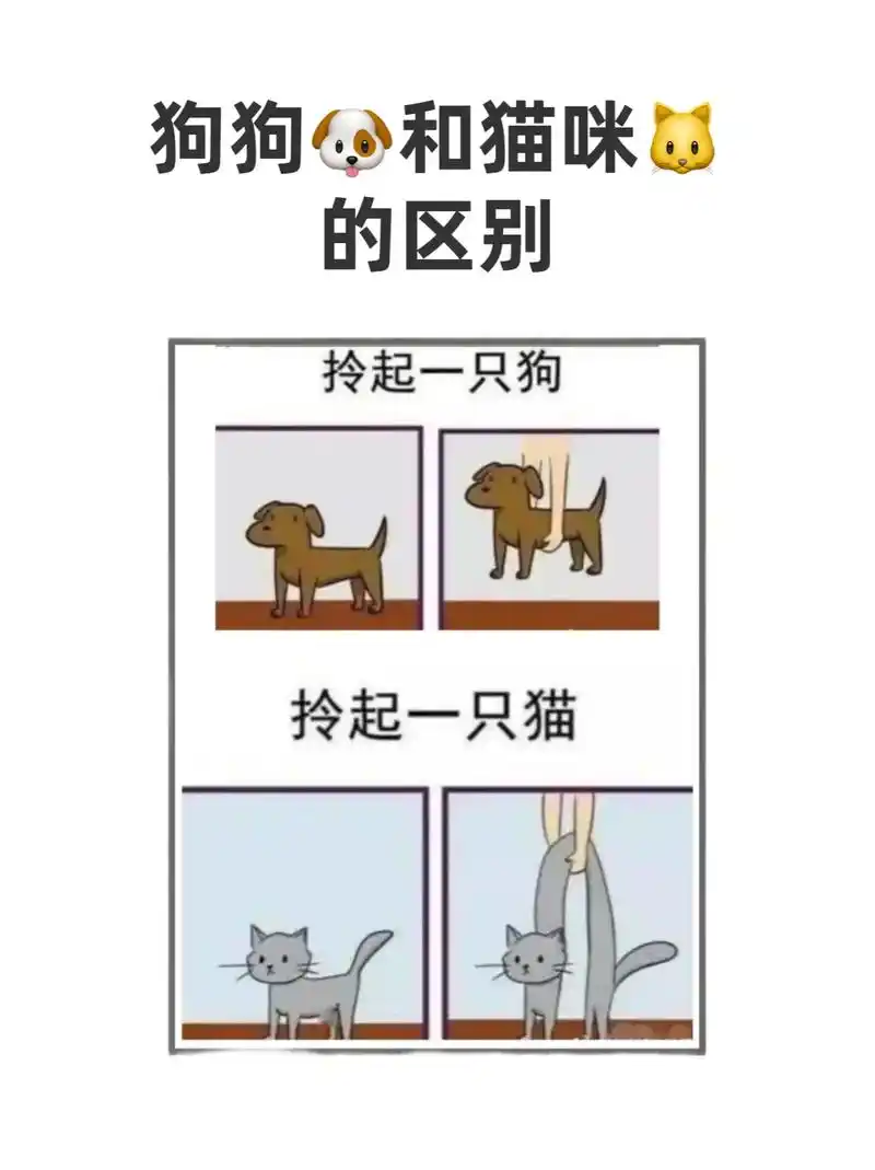 iOS 17照片应用更新怎样提高人物与猫狗宠物识别精准度