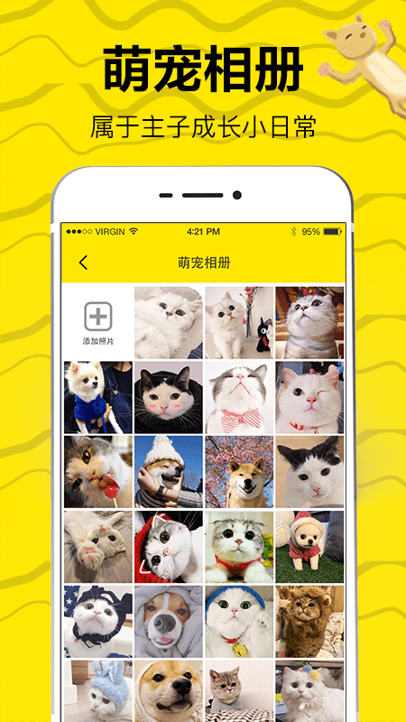 猫狗翻译2