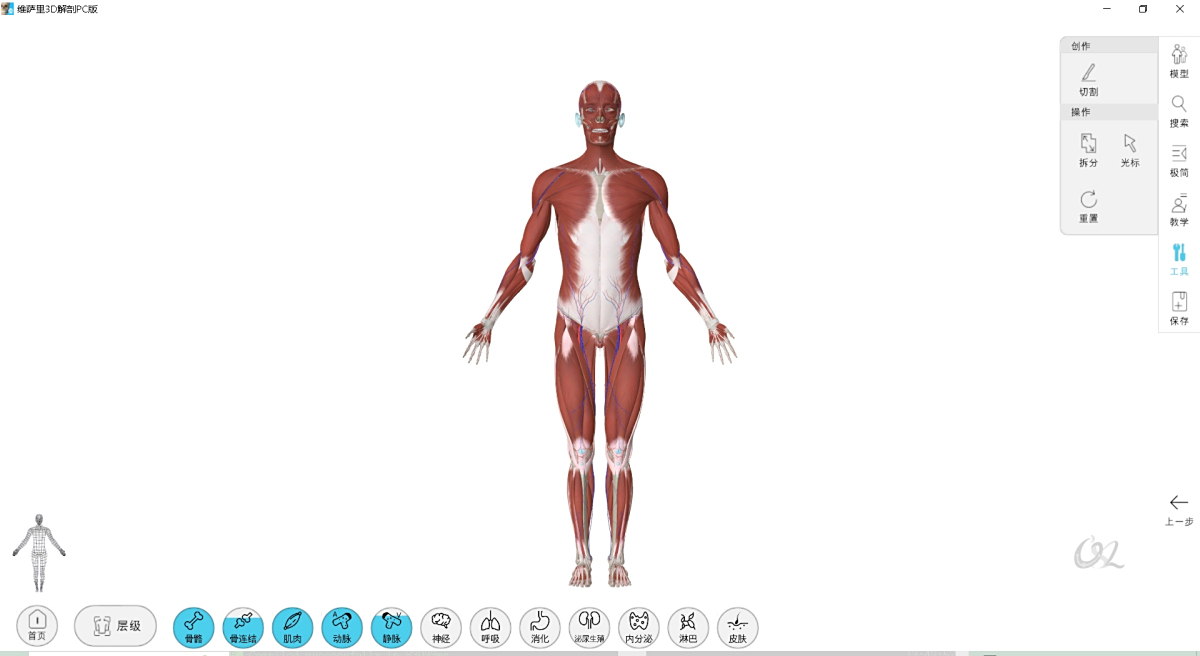 维萨里3D解剖4