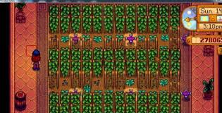 星露谷物语如何进行温室种植