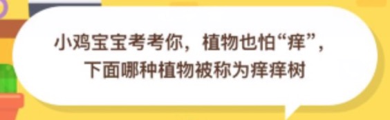 植物也怕痒下面哪种植物被称为痒痒树？支付宝小鸡庄园11月09日正确答案