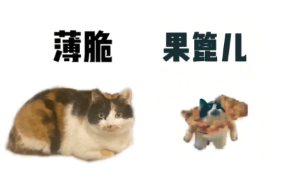 抖音可颂猫表情包有哪些