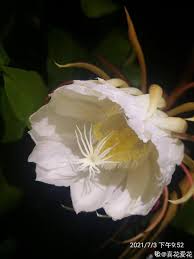 昙花为什么一般在晚上盛开