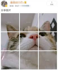 怎么在微博发九宫格