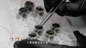资源足够一个精英科学家特定液体的成分八年