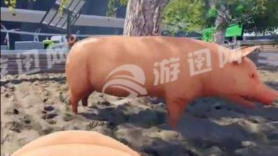 自己是一只猪1