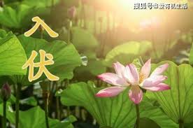 梅雨的梅是什么含义