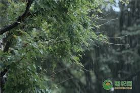梅雨的梅是什么含义