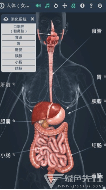 人体系统女性3D软件(专业3D人体结构)V1.1 安卓最新版