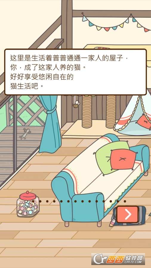 猫咪饲养日常2