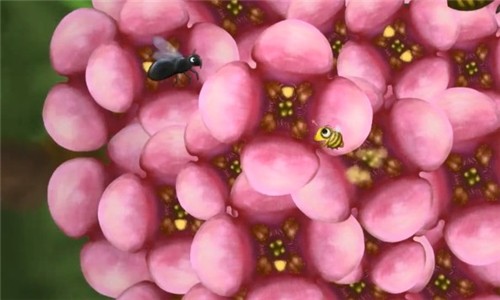 爱吃花蜜的小虫子3