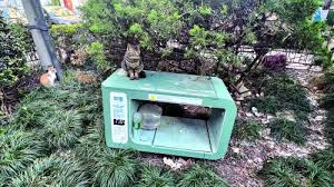 街猫app如何投诉