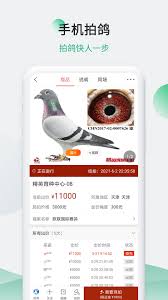 微信鸽哩鸽哩小程序如何使用
