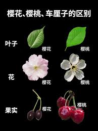 樱桃是先开花后长叶吗