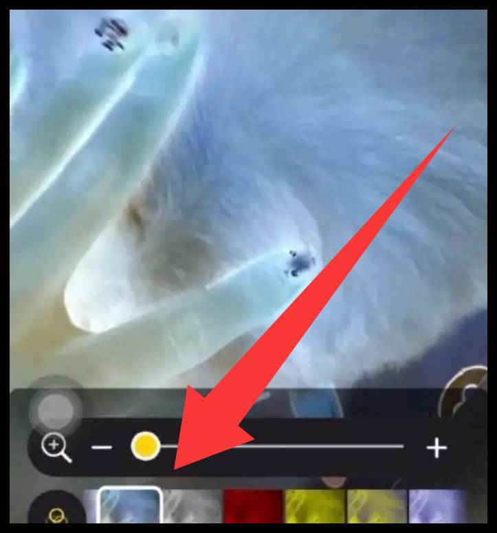 iPhone宠物寄生虫怎么检查