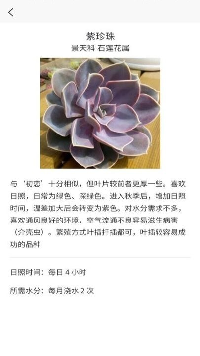 多肉大战2
