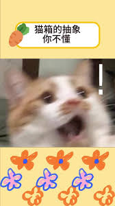 猫箱羞涩模式如何开启
