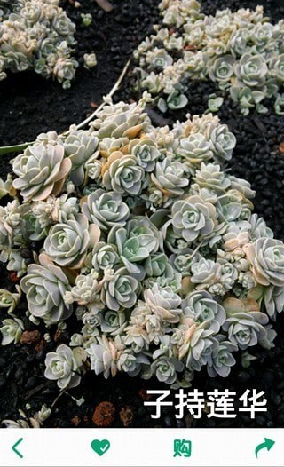 多肉植物软件4