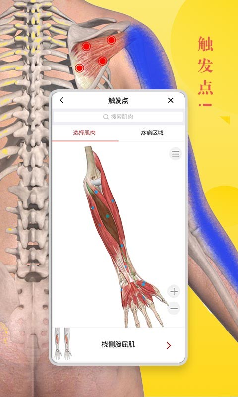 3d人体模型1