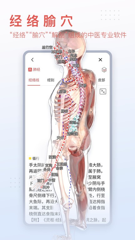 3d人体模型2