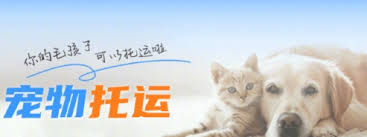12306宠物托运要办啥手续