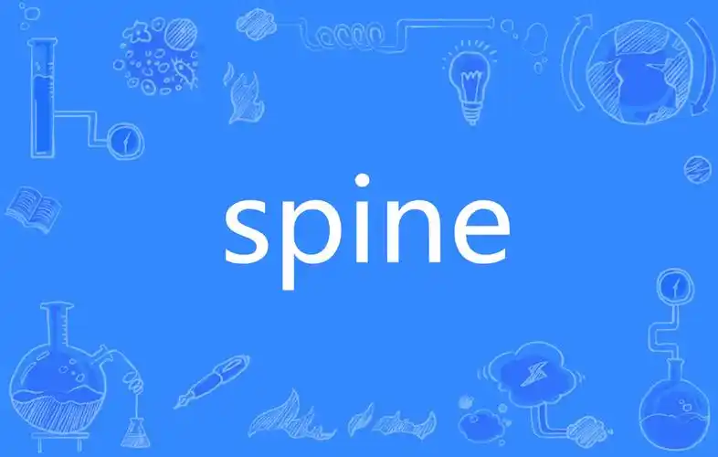 SPINE有啥内容