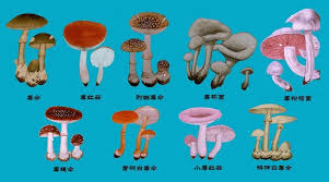 PEAK怎么分辨蘑菇有无毒性