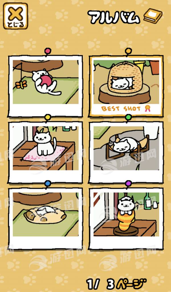 猫咪后院23