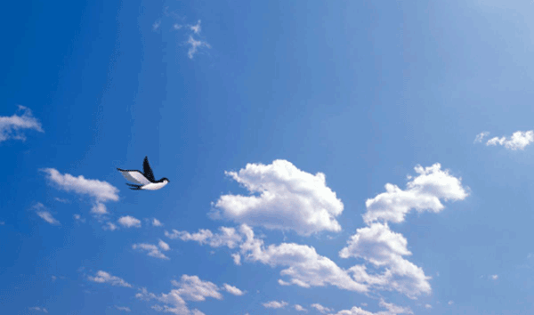 悟空编程
